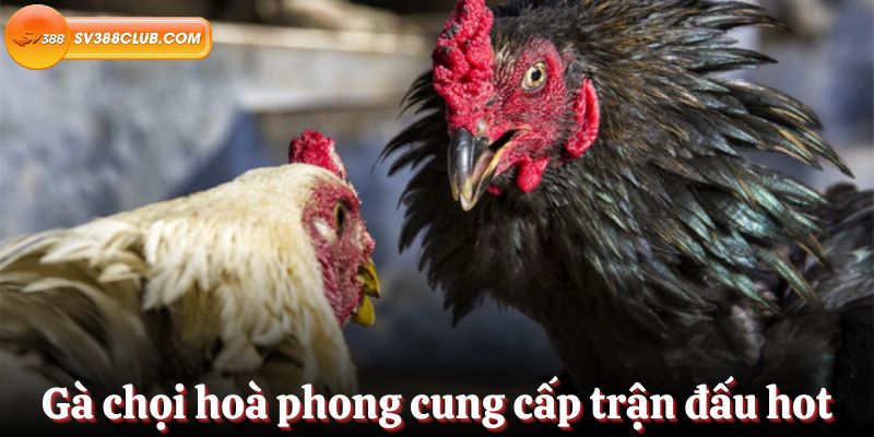 Tổng quan về cổng game thẻ bài Vn123 - Vn123