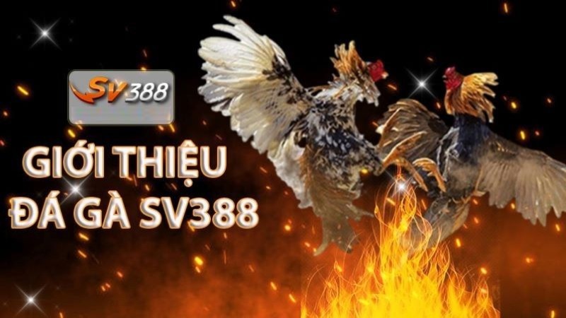 Điều kiện giao dịch nạp tiền Melbet - Melbet